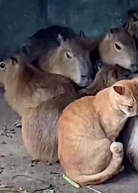 An orange cat curled up against a pile of real capybaras