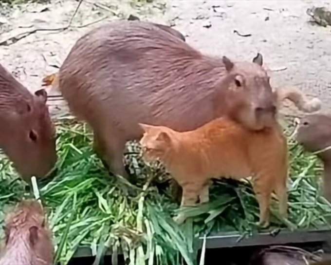 An orange cat standing among a herd of capybaras, all eating grass together